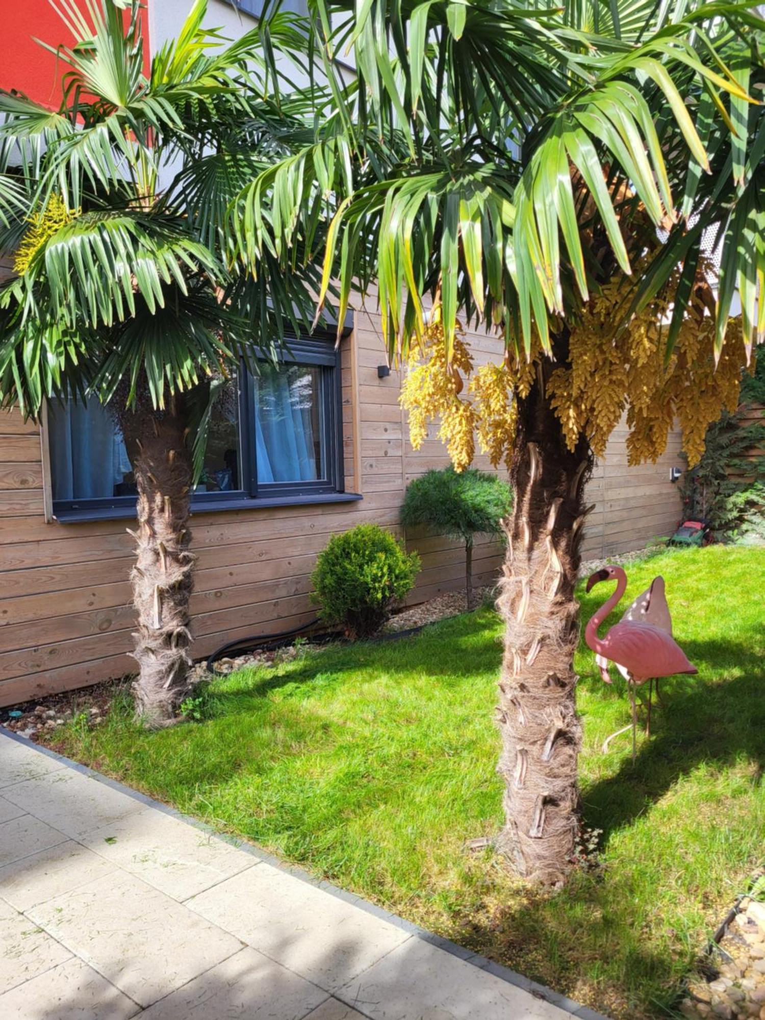 Sika Garden Apartment Arad Exterior photo